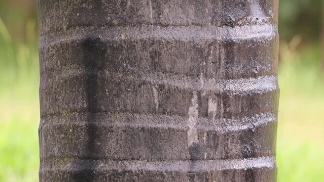 buriti palm tree in close up