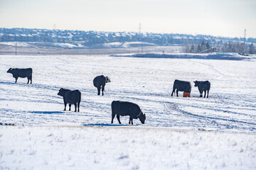 Cattle graze on snow covered fields with the urban sprawl of Calgary Alberta at background.