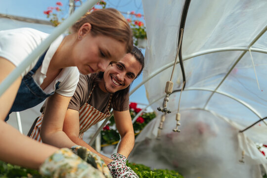 Gardener tending to plants in a greenhouse