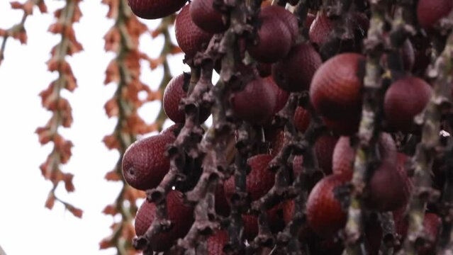 buriti palm tree in close up