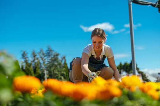 Woman gardening with focus on flowers