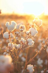 fluffy white cotton balls with a soft focus warm sunset background