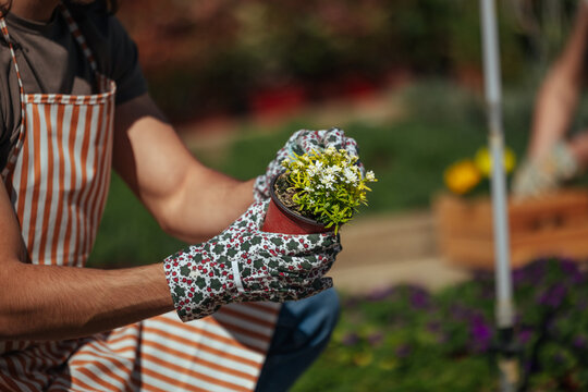 Hand holding a small flower pot with blossoms