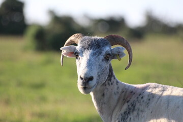 close up of a sheep