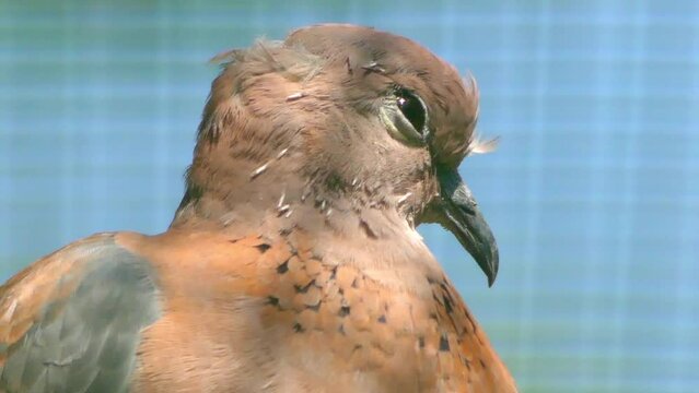 Laughing dove (Spilopelia senegalensis) is a small long-tailed pigeon that is a resident breeder in Africa, the Middle East and the Indian Subcontinent.