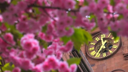 NEW YORK, NEW YORK USA – APRIL 16: Kwanzan Cherry blossoms in full bloom in front of Clock of St. George’s Episcopal Church in Gramercy district. on April 14 2023 in New York City.