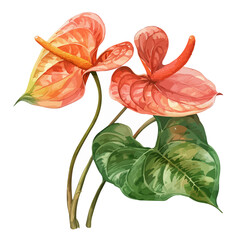 Watercolor Illustration vector of anthurium flower, isolated on a white background, design art, clipart.