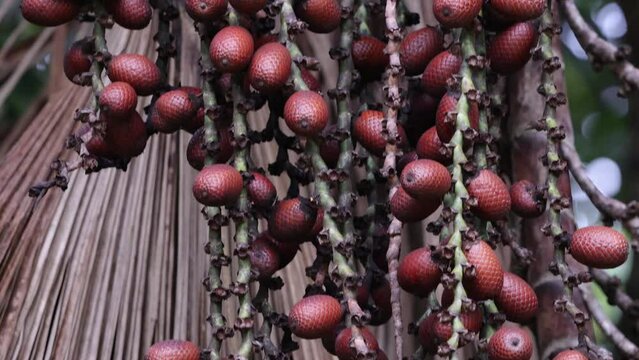 buriti palm tree in close up