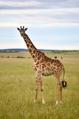 giraffe in the african savannah in masai mara, kenya