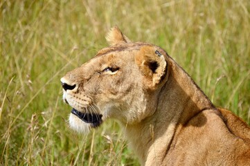 Lioness portrait in the african savannah grasses in masai mara, kenya