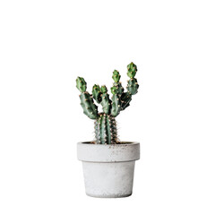 A tiny green cactus potted plant standing alone against a transparent background
