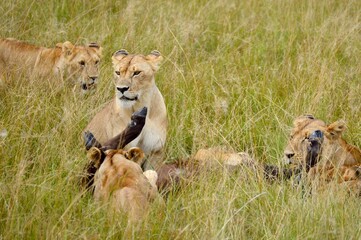 Pride of lions eating a water buffalo kill post hunt in the african savannah in masai mara, kenya