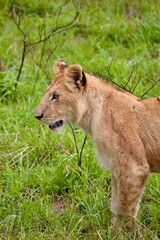 Lioness in the savannah grasses in masai mara, kenya