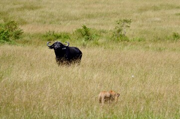 lion stalking buffalo in african savannah in masai mara, kenya