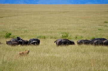 lion stalking buffalo in african savannah in masai mara, kenya