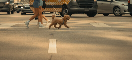 people walking street dog life miami 