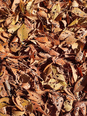 autumn leaves background