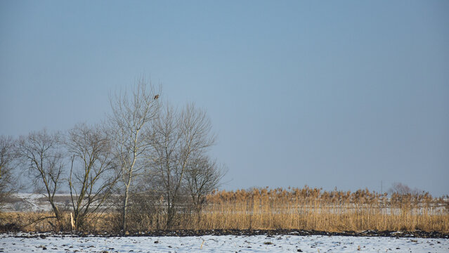 A serene winter scene showcases barren trees next to golden reeds against a clear blue sky, emphasizing the calmness of the landscape during this season. A buzzard sits in a tree at a high distance.