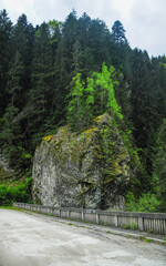 A large rocky formation covered with moss and trees stands beside a winding gravel road. The surrounding area boasts dense greenery and a cloudy sky above. Lotru Mountains, Carpathia.