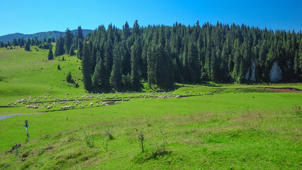 A flock of sheep grazes in a vibrant green meadow, with towering evergreen trees in the background and clear blue skies above, evoking a serene rural atmosphere.