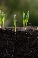 Fresh green wheat plants with roots