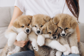 Close-up portrait of woman holding four Akita Inu puppies, space for text or copy