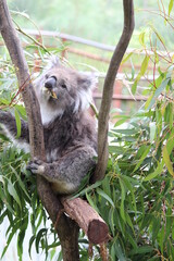 The sloth monkey, also known as the 