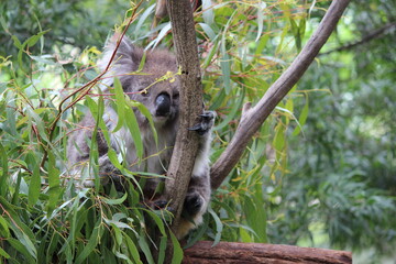 The sloth monkey, also known as the 