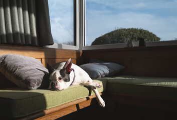 Boston Terrier dog lying down completely relaxed in the sunshine on a bay window cushioned bench. - 794406932