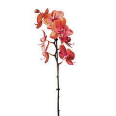 An orchid elegantly stands alone against a transparent background