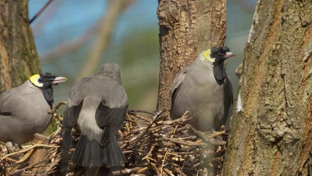 close view of grey tropical birds sitting in a nest on a sunny day