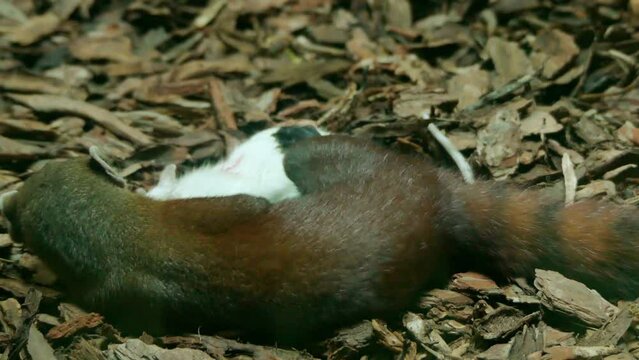 Ring-tailed mongoose (Galidia elegans)