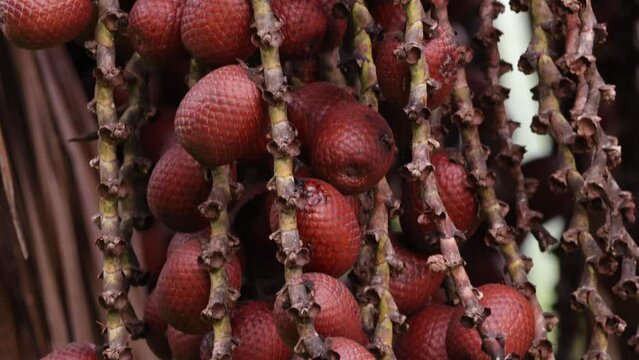 buriti palm tree in close up
