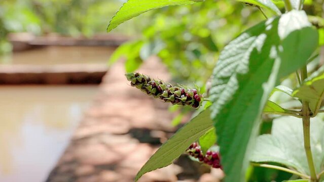 Ternate Lantana Plant