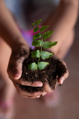 A person is holding a small plant in their hands. The plant is in a pot and is surrounded by dirt....
