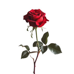 A vibrant red rose stands out beautifully against a clean transparent background isolated on transparent background