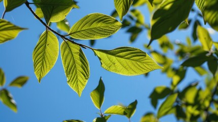 Fototapeta na wymiar Green leaves of Canarium sp against a blue sky