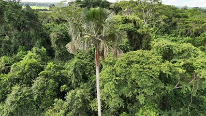 fruits of the buriti palm tree