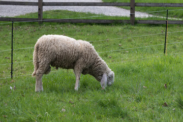 Fototapeta premium mouton au pâturage