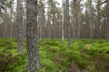 Dense Trees in Badaguish Forest