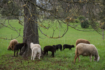 Joli troupeau de moutons au pâturage