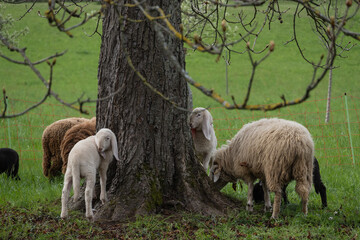 genève, mouton, animal, ferme, agneau, champ, laine, prairie, bétail, brebis, blanc, vert,...
