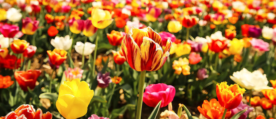 View on field of german cultivation farm with countless tulips (focus on red and yellow bulb in...