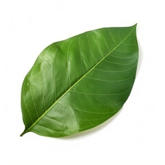Obraz premium beautiful leaf of a large ficus on a white background сreated with Generative Ai