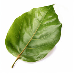 Obraz premium beautiful leaf of a large ficus on a white background сreated with Generative Ai