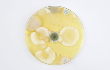 Mould test petri dish agar plate culture medium with different white and green spore colonies, white background (focus on center)