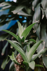 Dracaena is a genus of about 120 species of trees and succulent shrubs