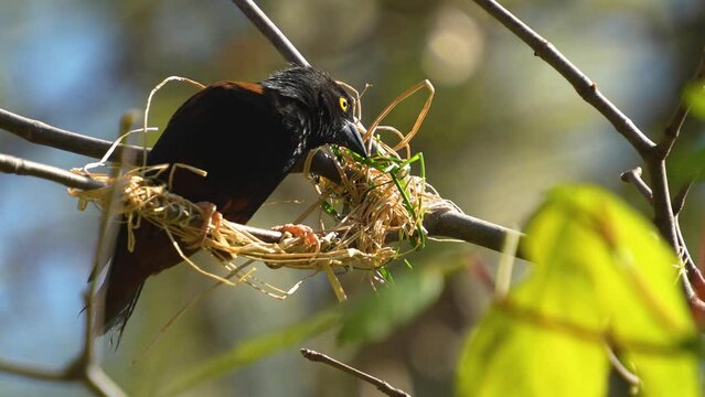 An tropical starling bird building a nest