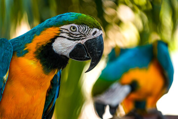 Obraz premium Blue & Gold Macaw in the Jungle