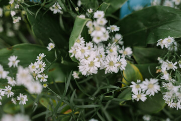 white Aster tataricus flowers, white flower with blurred background